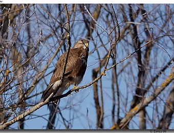 Animali 023